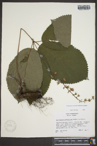 Collinsonia verticillata image