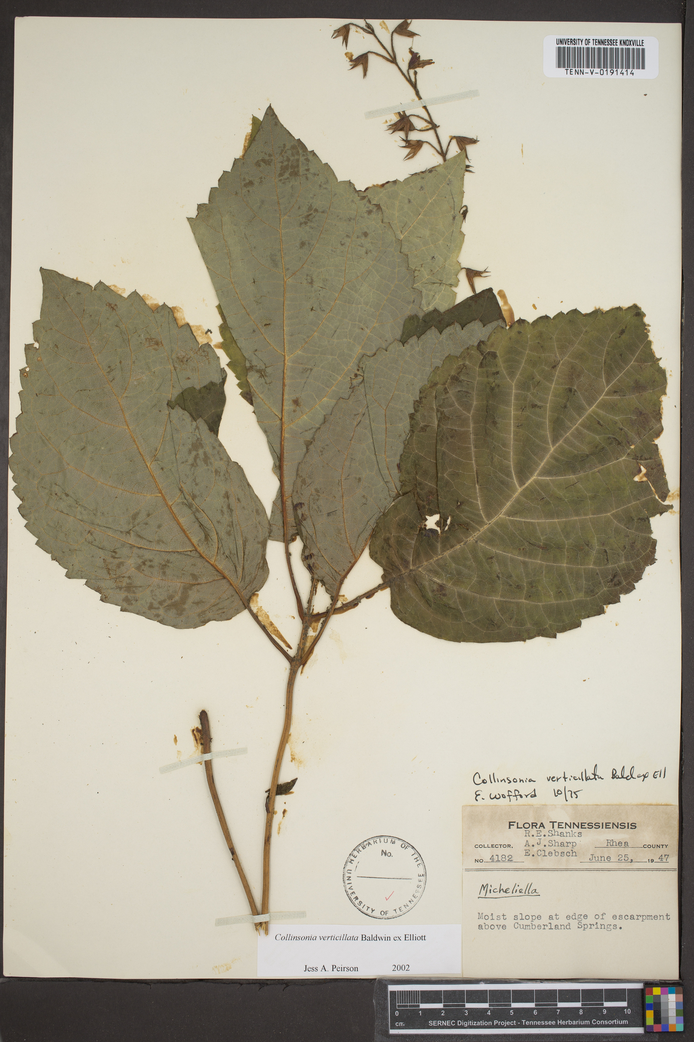 Collinsonia verticillata image