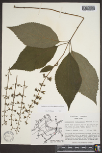 Collinsonia verticillata image