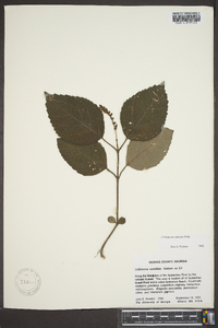 Collinsonia anisata image