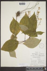 Collinsonia canadensis image