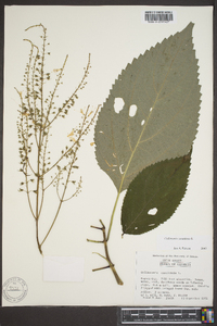 Collinsonia canadensis image