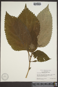 Collinsonia canadensis image