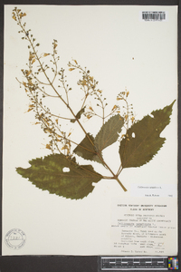 Collinsonia canadensis image