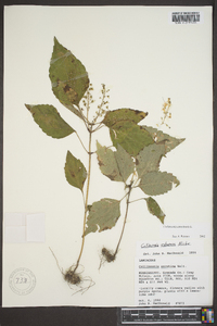 Collinsonia canadensis image