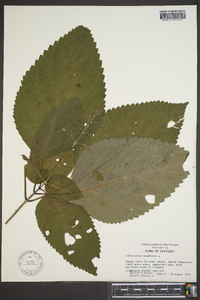 Collinsonia canadensis image