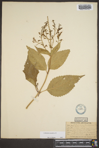 Collinsonia canadensis image