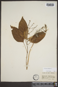 Collinsonia canadensis image