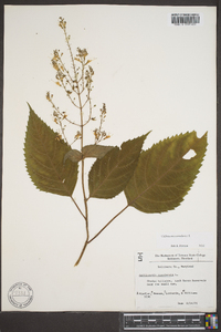 Collinsonia canadensis image