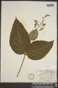 Collinsonia canadensis image