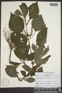 Perilla frutescens image