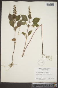 Perilla frutescens image