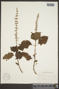 Solenostemon scutellarioides image