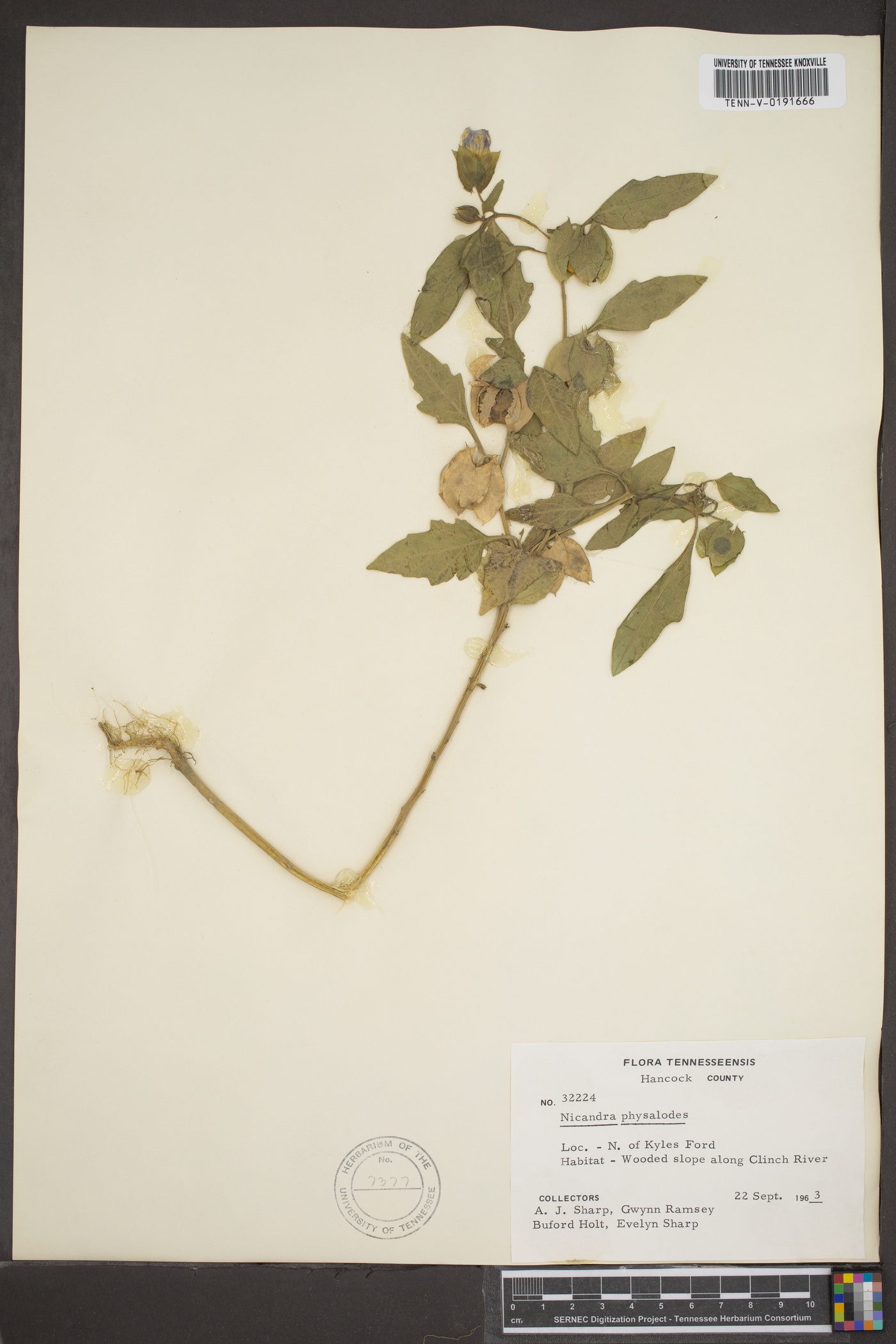 Nicandra physalodes image