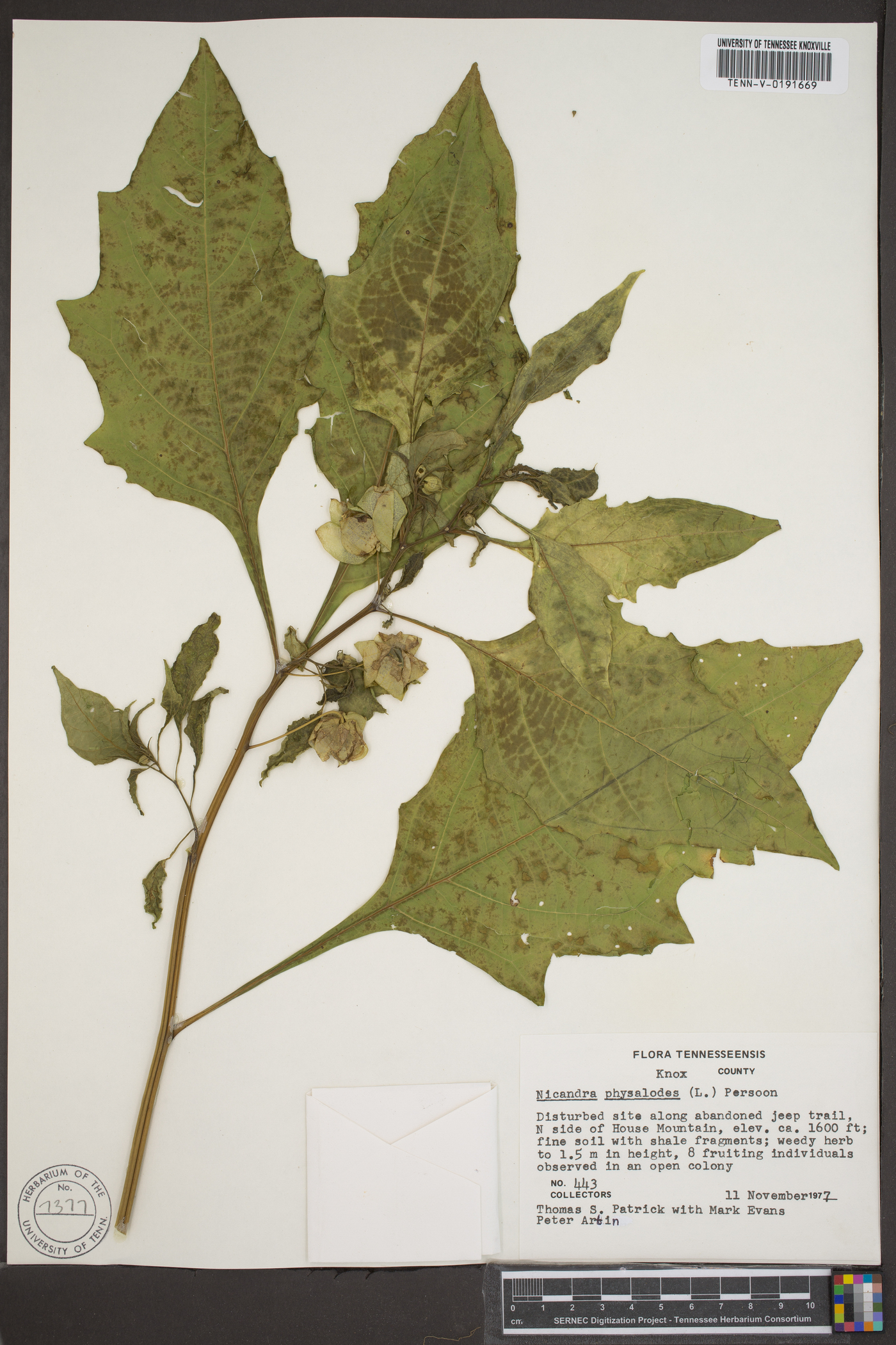 Nicandra physalodes image