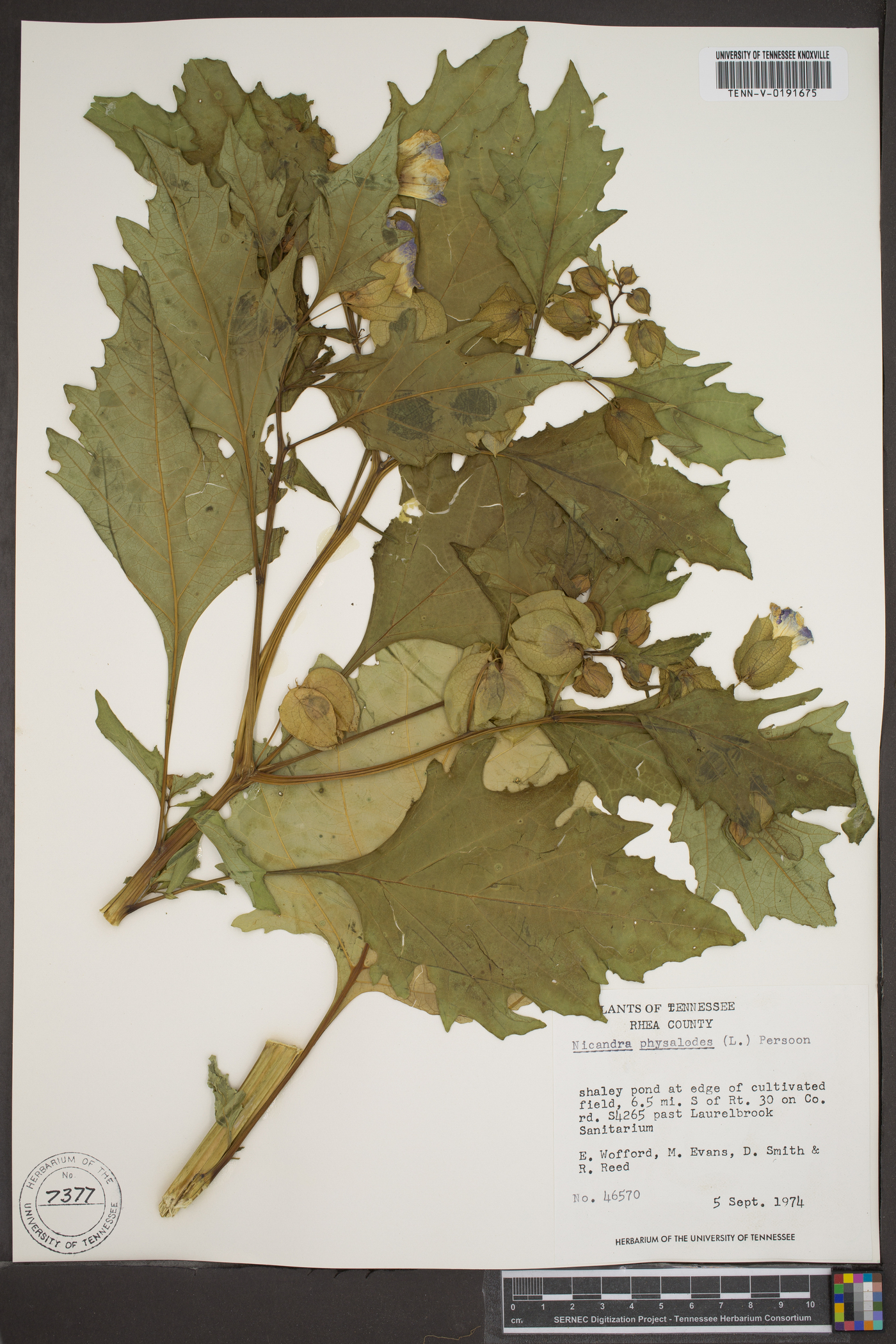 Nicandra physalodes image