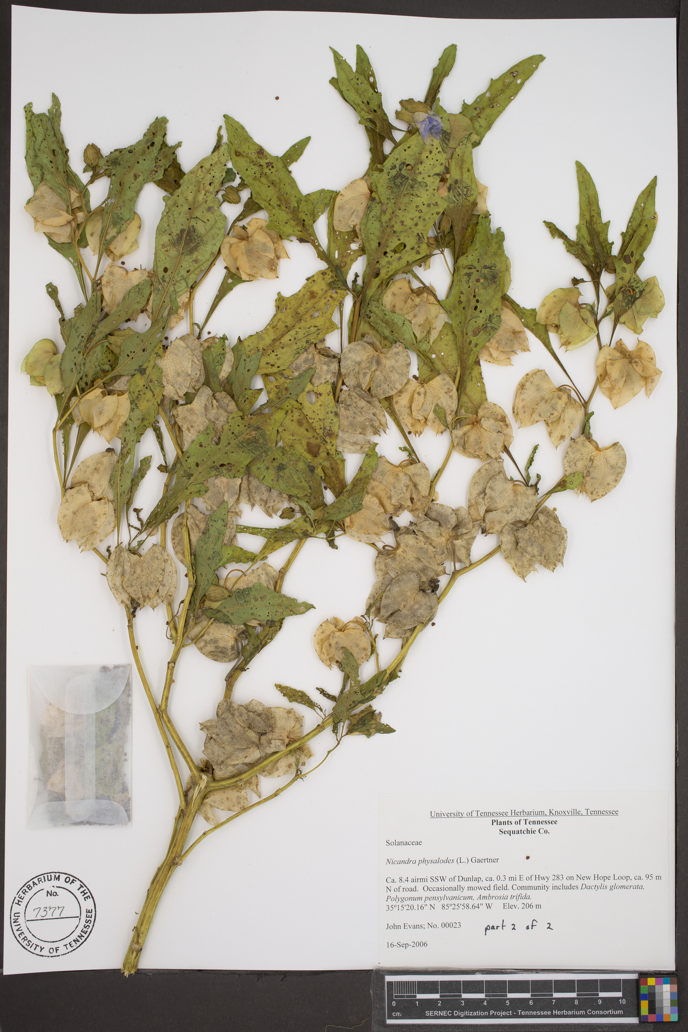 Nicandra physalodes image