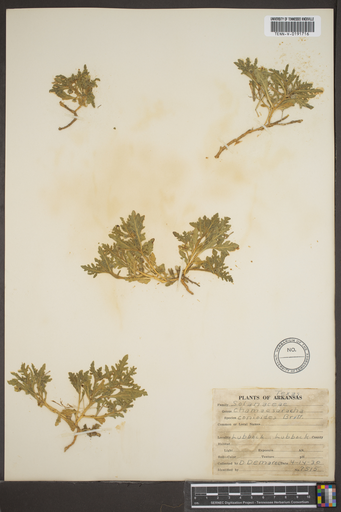 Chamaesaracha conoides image