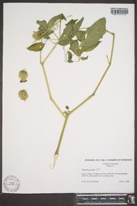 Physalis angulata image