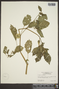 Physalis angulata image