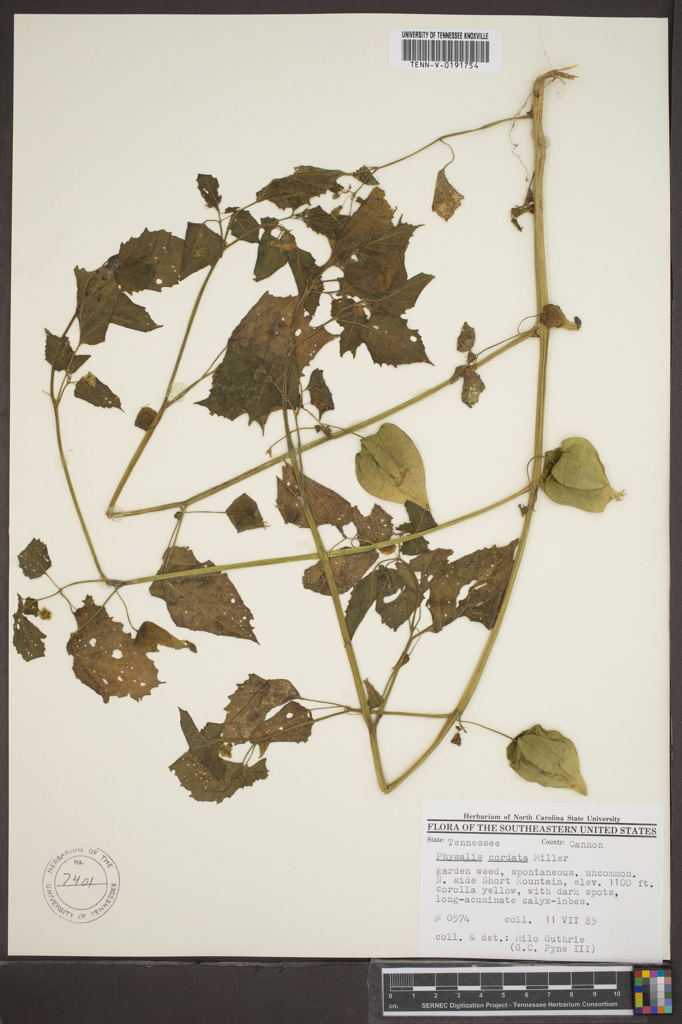 Physalis cordata image