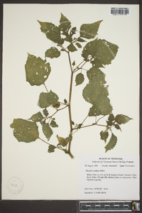 Physalis cordata image