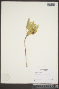 Physalis longifolia image