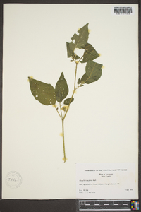 Physalis longifolia image