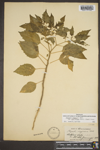 Physalis longifolia image