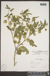 Physalis longifolia image