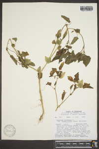 Physalis pubescens image