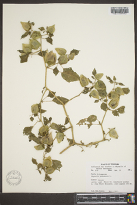 Physalis pubescens image