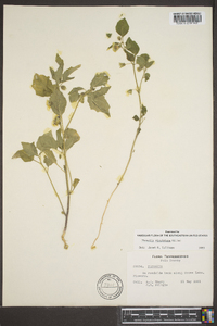 Physalis virginiana image