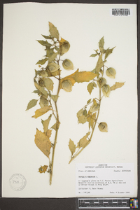 Physalis angulata image