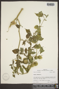 Physalis angulata image