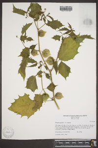 Physalis angulata image