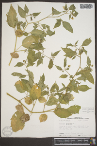 Physalis angulata image