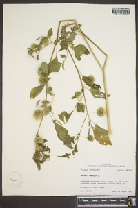 Physalis angulata image