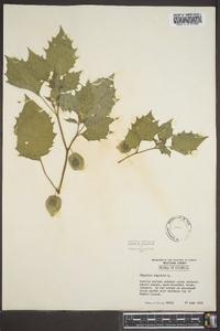 Physalis angulata image