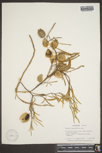 Physalis angustifolia image