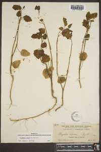 Physalis arenicola image