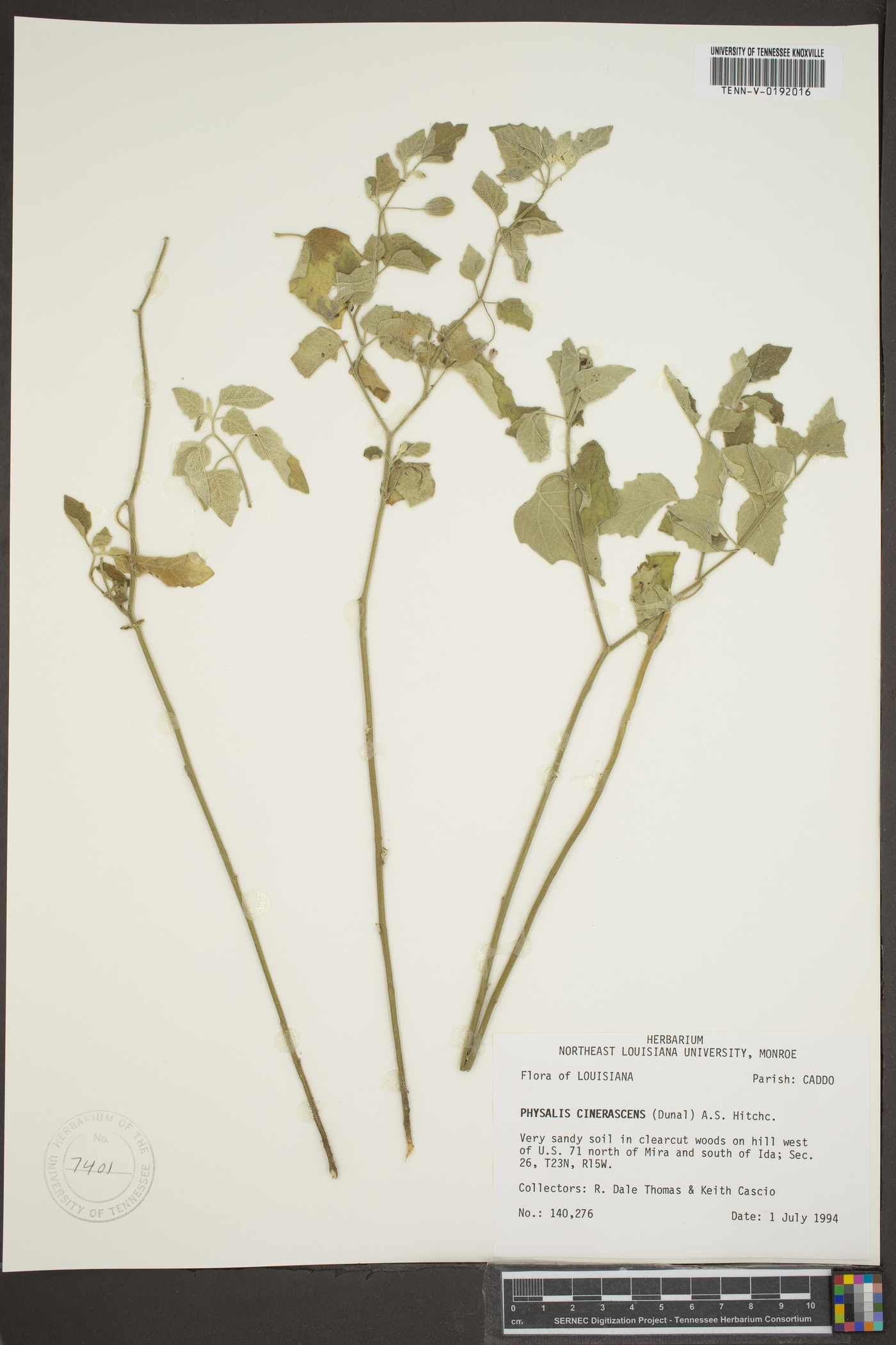 Physalis cinerascens image