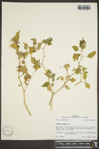 Physalis cordata image