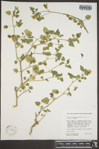 Physalis cordata image