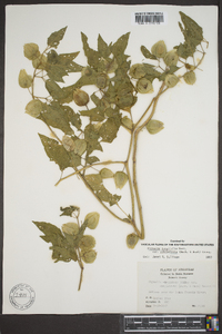 Physalis longifolia image