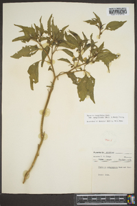 Physalis longifolia image