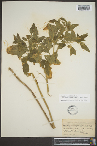 Physalis longifolia var. subglabrata image