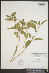 Physalis longifolia image