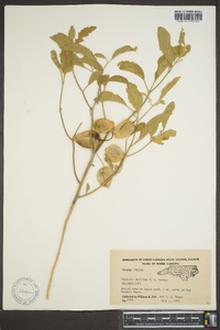 Physalis walteri image