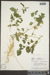 Physalis pubescens image